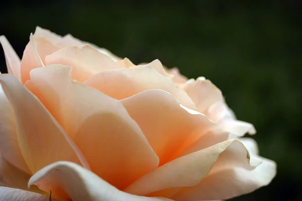 Beauty rose — Stock Photo, Image