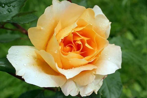 Krása růže s kapkami — Stock fotografie
