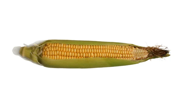 Friss, érett kukorica — Stock Fotó