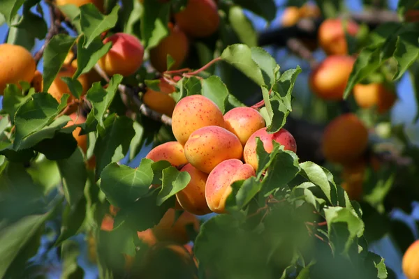 Вкусный абрикос на дереве — стоковое фото