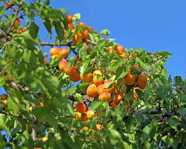 Färska mogna aprikoser — Stockfoto