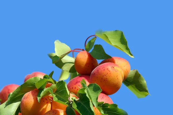 Smakelijke abrikoos boom — Stockfoto