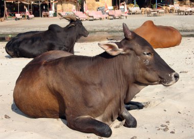 Cows at the beach clipart