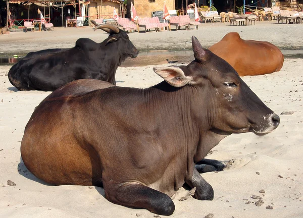 Коровы на пляже — стоковое фото