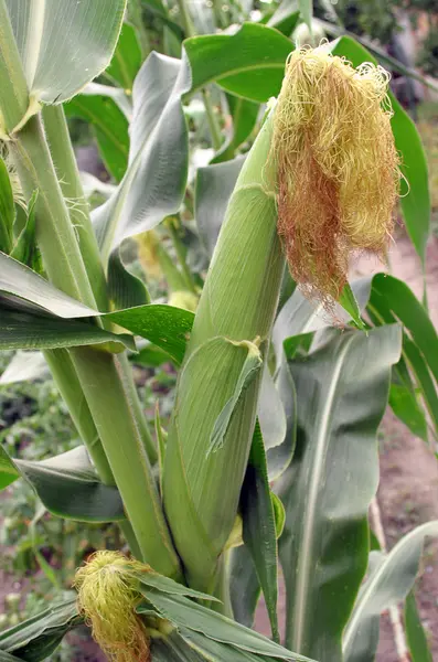 A kukorica — Stock Fotó