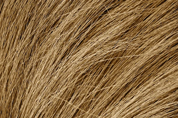 Textura grunge de la hierba seca —  Fotos de Stock