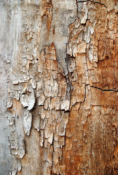 Текстура трещиноватой древесины — стоковое фото