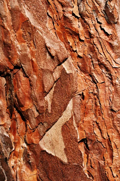 Sfondo grunge marrone legno — Foto Stock