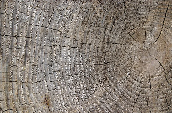Деревянный узел — стоковое фото