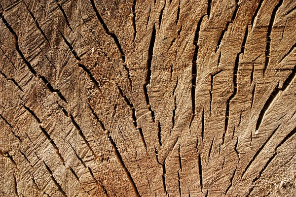 Grunge texture of stump — Stock Photo, Image