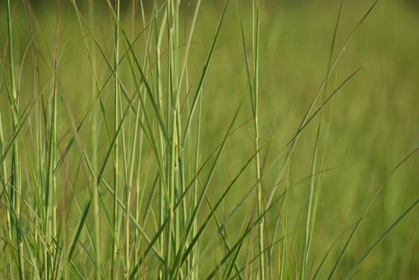 stock image Grass