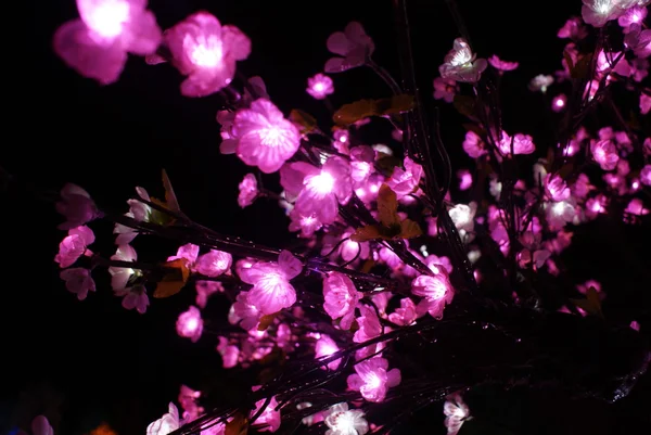 stock image Cherry blossom