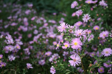 pembe daisys