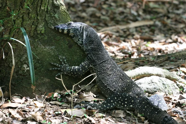 stock image Tree Hugger