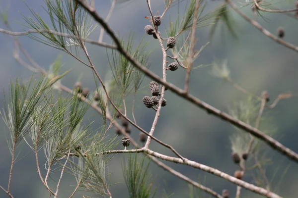 Australian Pine close-up — Fotografia de Stock