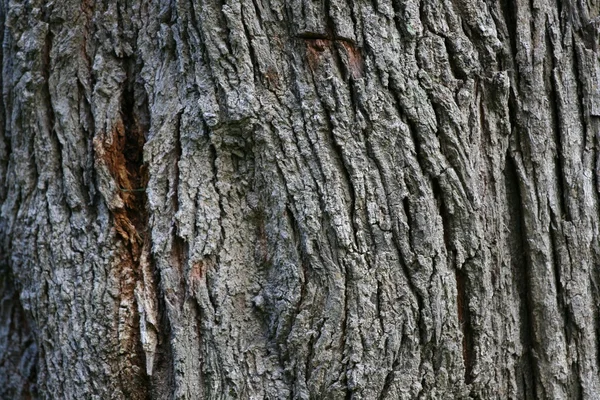 stock image Bark texture