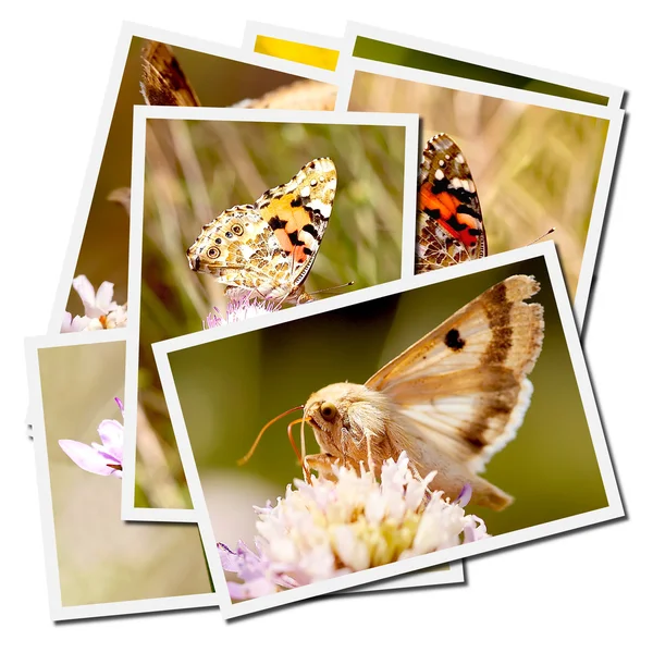 stock image Collection of pictures of butterflies