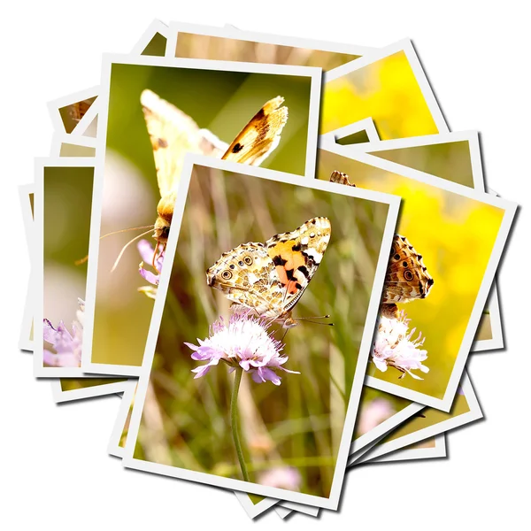 stock image Collection of pictures of butterflies