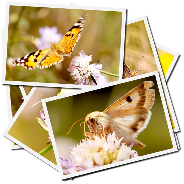 stock image Collection of pictures of butterflies