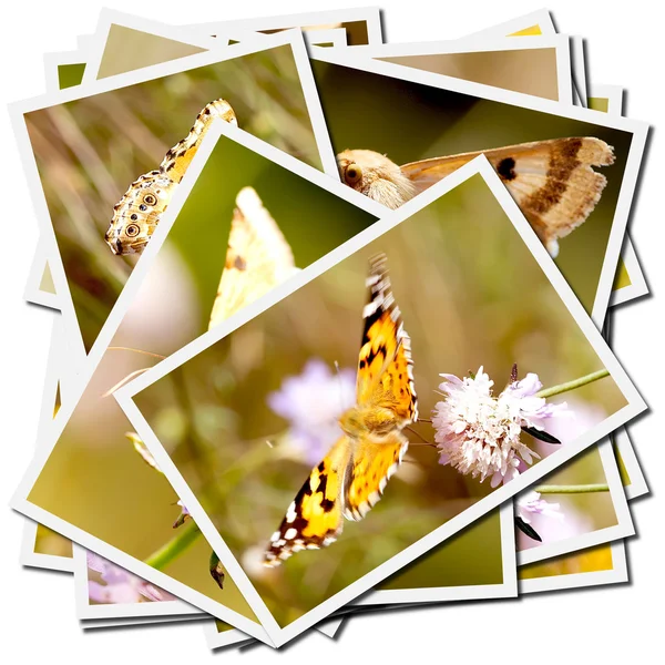 Raccolta di immagini di farfalle — Foto Stock