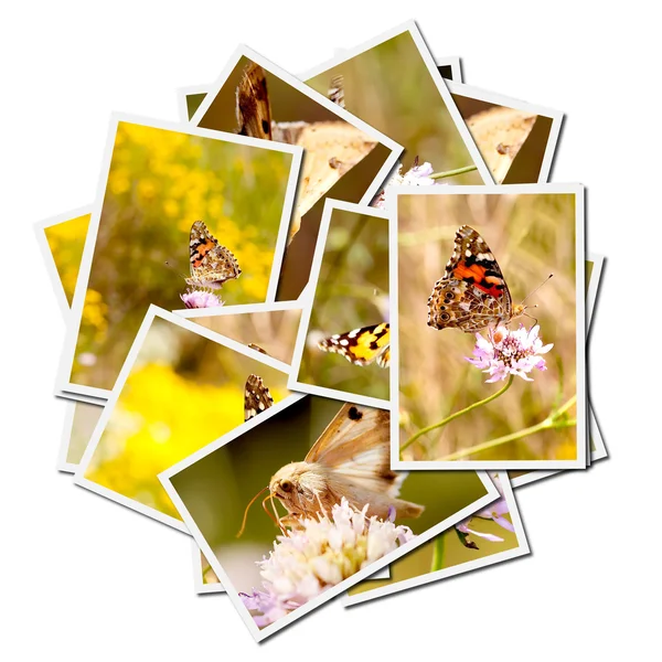Raccolta di immagini di farfalle — Foto Stock