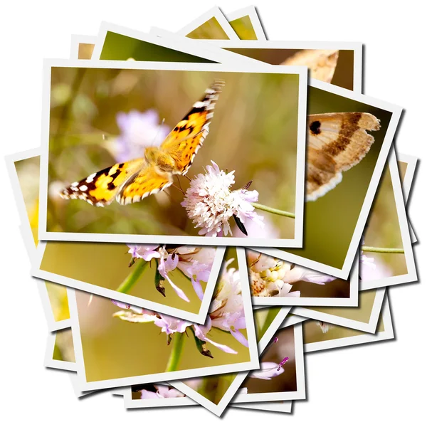 stock image Collection of pictures of butterflies