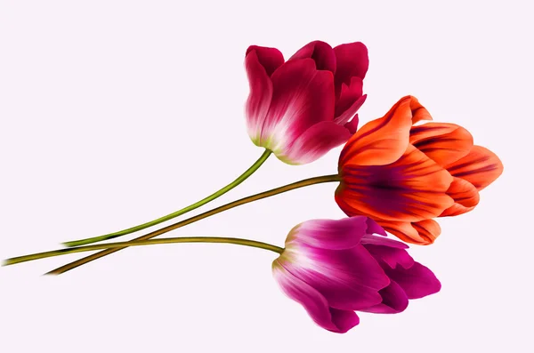 Tulpen op een witte achtergrond Stockafbeelding