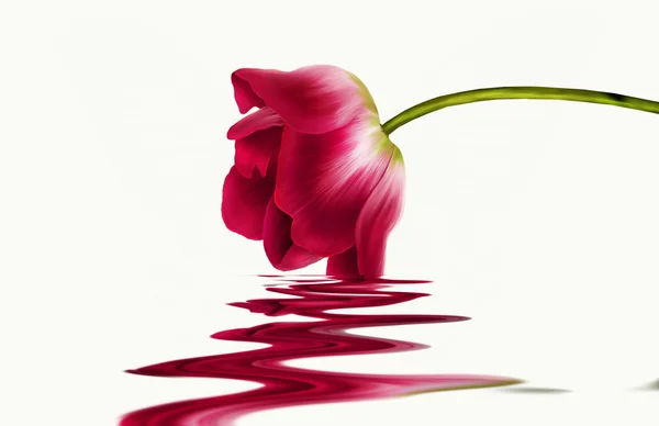 Tulip close Royalty Free Stock Images