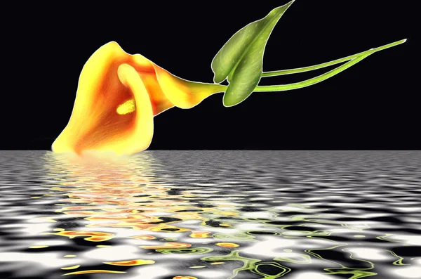 Bunga dengan pantulan air — Stok Foto