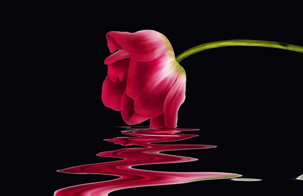 stock image Tulip close