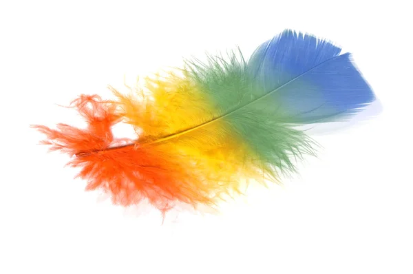 stock image Feather