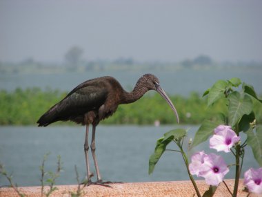 parlak Ibis