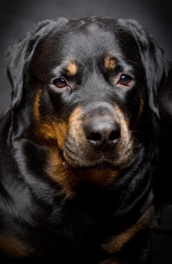 Rottweiler