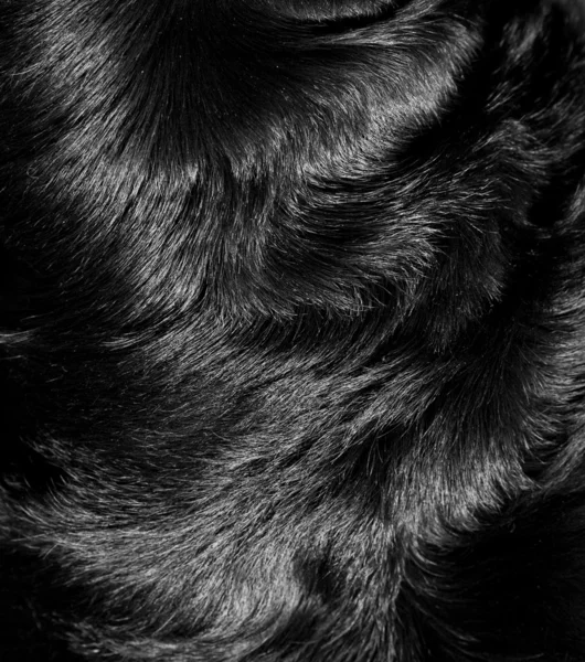 강아지의 털의 구조 — 스톡 사진