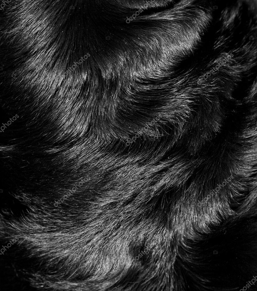 Structure of fur of a dog Stock Photo by ©fotomt 1473328