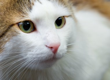 kabarık ragamuffin kedi stüdyo.