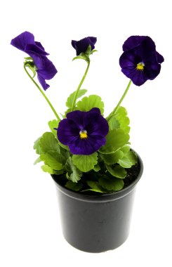 Viyola/Pansy serisi