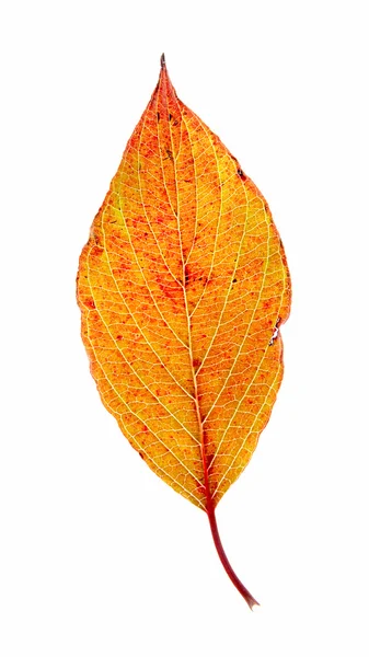 Leaf on a gleam — Stock Photo, Image