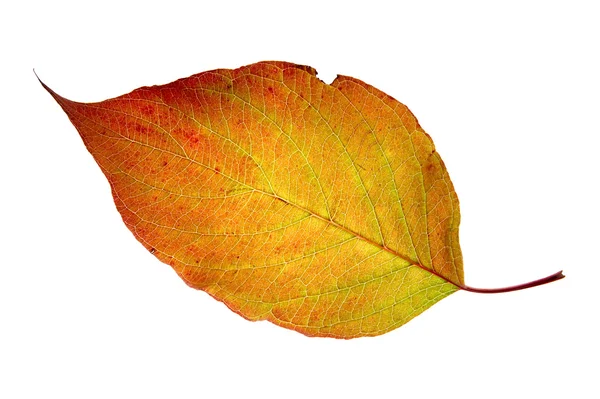 Leaf on a gleam — Stock Photo, Image