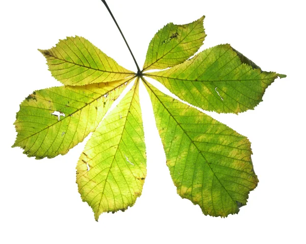 Leaf on a gleam, capillaries. — Stock Photo, Image