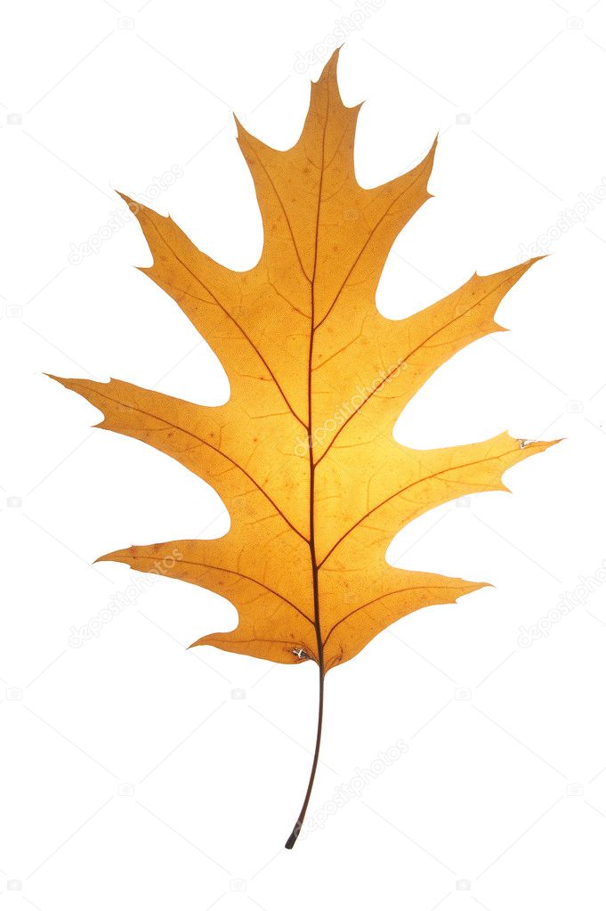 Leaf on a gleam