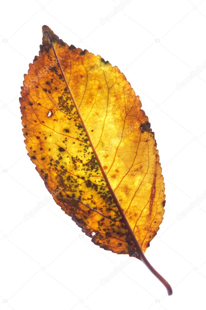Leaf on a gleam