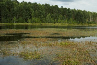 Pond with pines on coast clipart