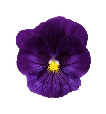 Viola/Pansy Series clipart