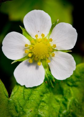 Strawberry flower clipart