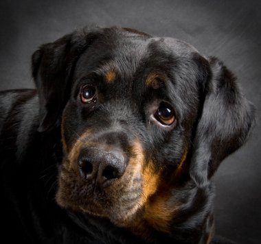 Dog of breed rottweiler. clipart