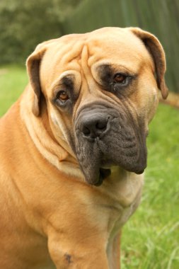 Boerboel