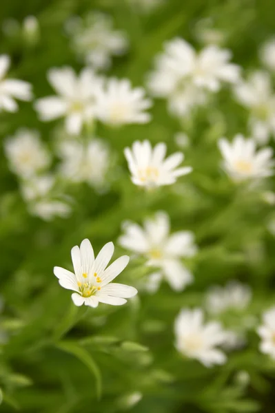 stock image White flower on the green dim background