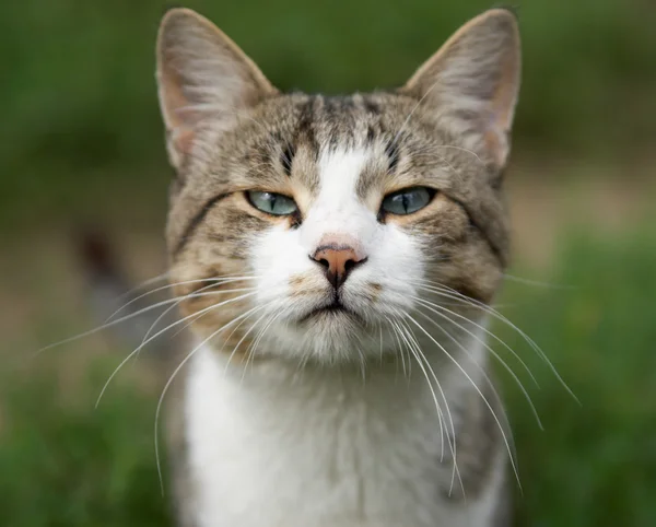 stock image Cats