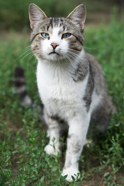 stock image I love cats